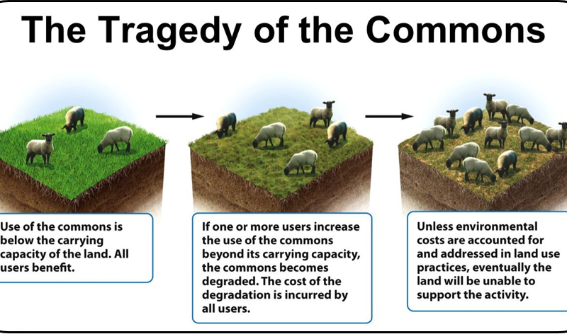 Tragedy of the Commons3